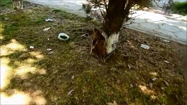 Цветы Алушты смотреть онлайн