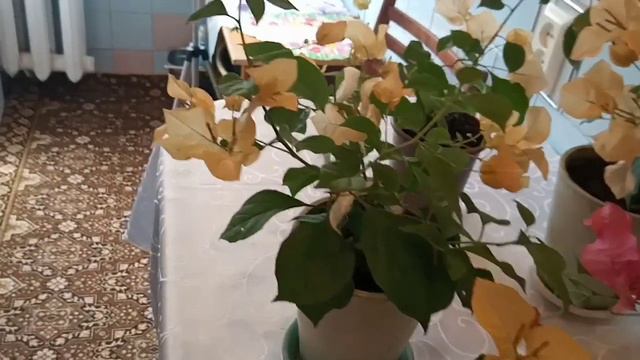 Мой цветник_Цветы в доме _ Комнатные радости