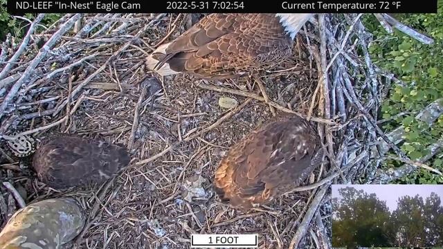 ND-LEEF | First breakfast ND15 steal from ND16 | May 31, 2022 смотреть онлайн