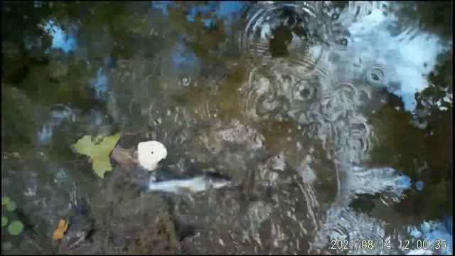 Gulp Alive or Real Worms? смотреть онлайн