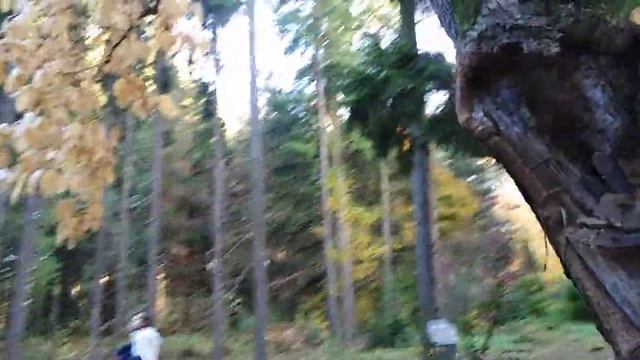 Осенние окраски раритетных лиственных смотреть онлайн