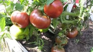 Томат «Негритенок» Описание томата