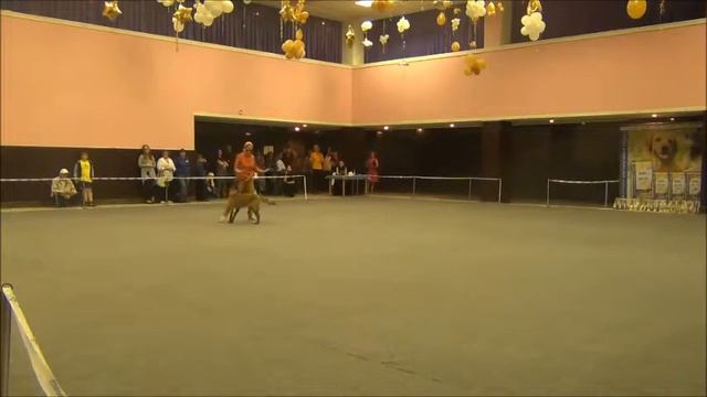 Хвостатый перепляс - 2016. Челябинск 18.06.2016 смотреть онлайн