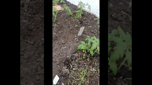 Арго-Прокопьевск. клуб "Байкал" смотреть онлайн