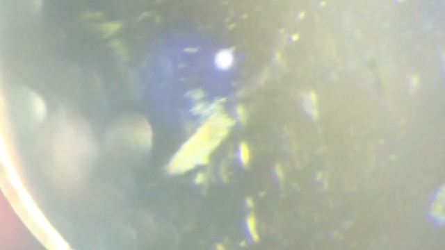 Water Bears in Microbiology Lab under microscope смотреть онлайн