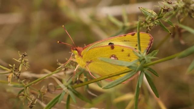 Szlaczkoń siarecznik (Colias hyale)?? смотреть онлайн