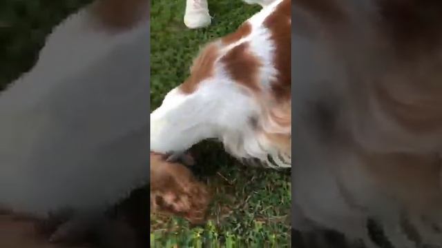 Венцент и Шанель Коко ,знакомство))) смотреть онлайн