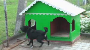 Коттедж для Собакина и будка для хозяина  2019г.