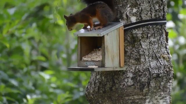 Squirrels and relax music - to relieve stress, restore shape, relax смотреть онлайн