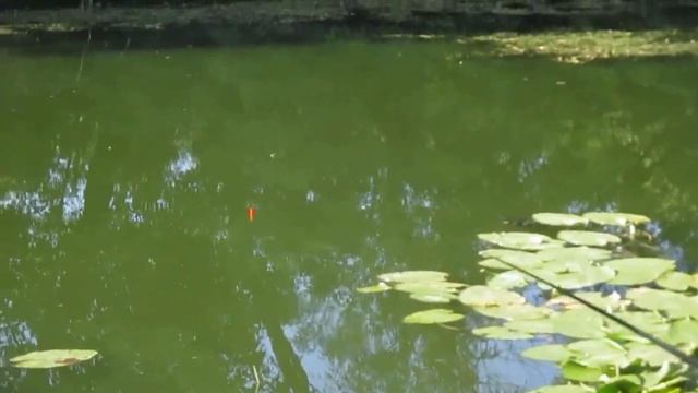 Тоня и Катя на рыбалке в Запорожье#Запорожье #Рыбалка #Fishing смотреть онлайн