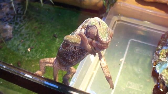 хочу хамелеона!