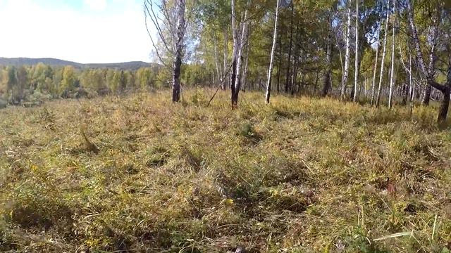 РЫБАЛКА на ХАРИУСА ( тайник ЛЕШЕГО на тропе к реке) смотреть онлайн