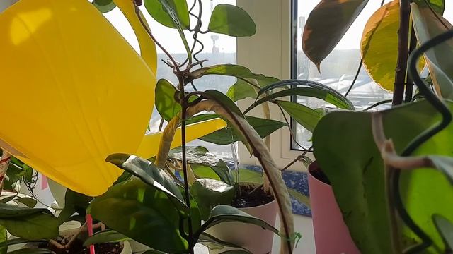 /Как правильно поливать хойи зимой/❄? смотреть онлайн