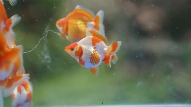 FV VLOG #087: Best Ryukin Goldfish for your Budget смотреть онлайн