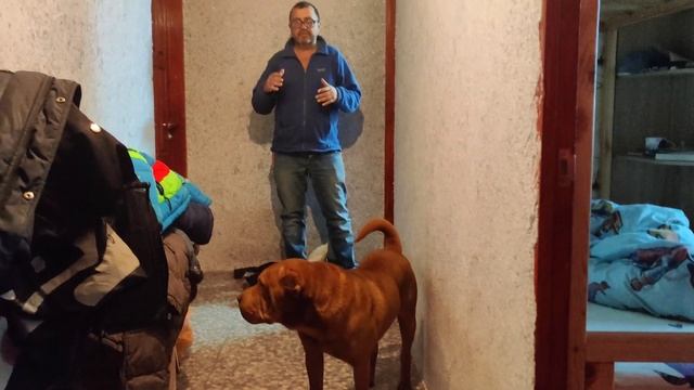 Здоровье собаки ? Шарпей. Отравление, подавилась, застряло в горле и другое. Что делать можно самим смотреть онлайн