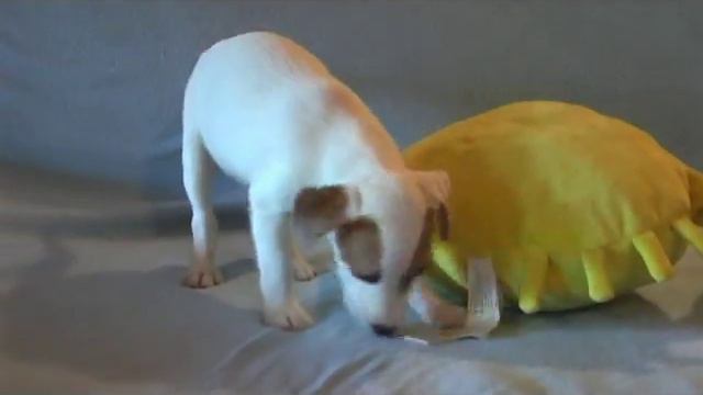 Щенки Джек Рассел и Парсон Рассел терьера смотреть онлайн