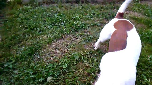 Джек Рассел тренируется для охоты на бобра/Jack Russell Terrier смотреть онлайн