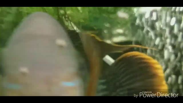 Бардак в моих аквариумах !.. Мальки бирюзовой акары, через три недели (и другие жители). смотреть онлайн