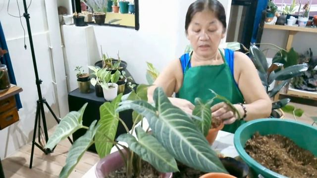 Xanthosoma Lindenii Magnifica || Caladium Lindenii/repotting Passion at60 смотреть онлайн