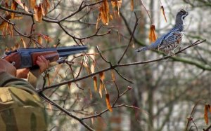 Чуть на голову не сел! Охота на рябчика  с манком осенью.