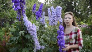 Дельфиниум многолетний: новозеландский дельфиниум, дельфиниум посадка