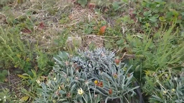 Цветы в августе. смотреть онлайн