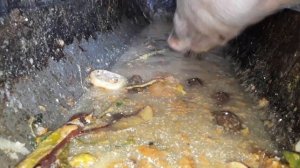 Sound on! ? свинья ест голодный  / cute pig's feeding / pig's eating slop / hungry pig