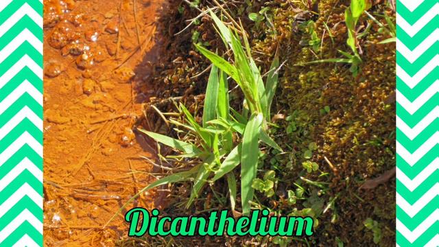 Bezelye - Pisum sativum смотреть онлайн