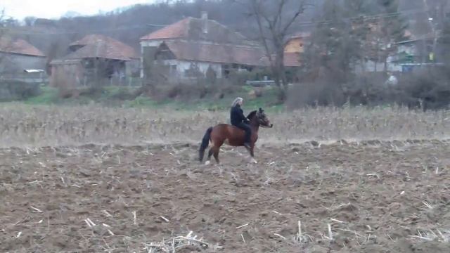 Sarplaninac Is Dog For Every Occasion ? Natural Born Guardian смотреть онлайн