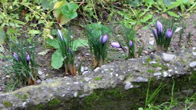 Опять про выращивание шафрана (на Азербайджанском языке) смотреть онлайн