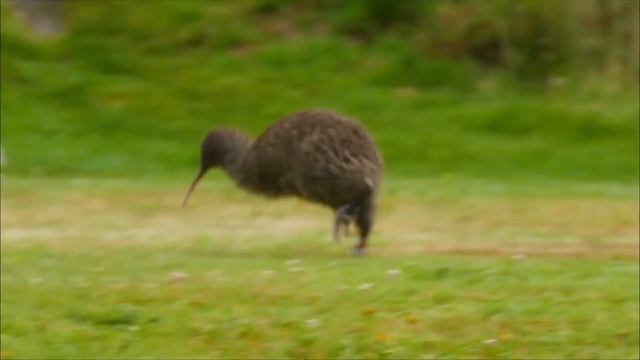 Почему Птицу Киви так назвали? | И почему она не летает? смотреть онлайн