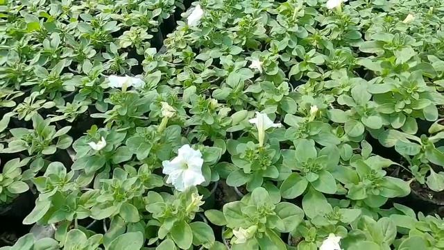 Какая петуния лучше: Dreams или  Success HD?