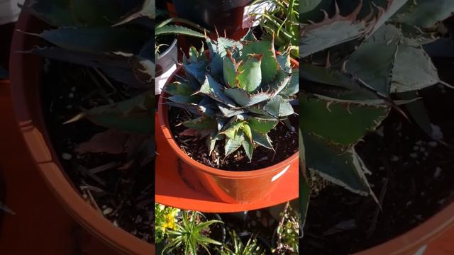 🪴 AGAVE TITANOTA WHITE ICE 🧊 SANTA CRUZ CALIFORNIA 🥃🪴 смотреть онлайн