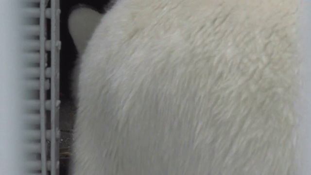 Amderma the polar bear(Белая медведица Амдерма) gets feeding, indoors at Perm Zoo, Russia смотреть онлайн