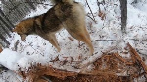 Охота на соболя с лайками!!!