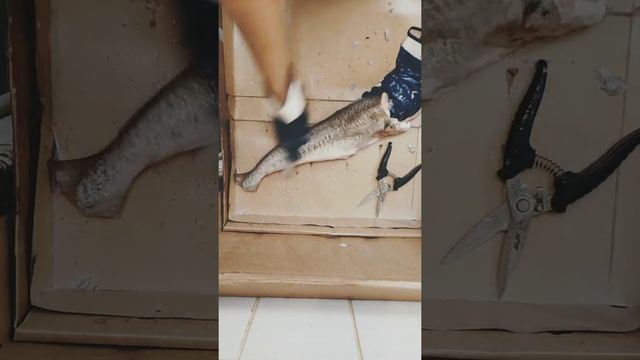 Очистка свежей трески + нарезка смотреть онлайн