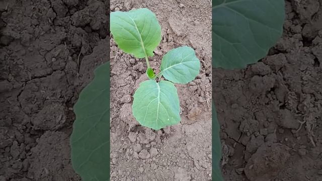 Как поливать капусту после высадки в грунт чтобы нарастила правильные корни смотреть онлайн