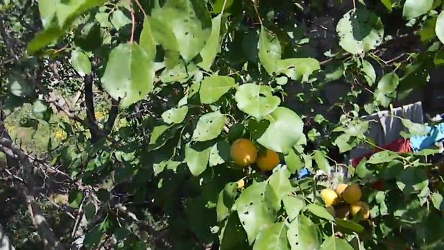 ПЕРСИКОВЫЙ АБРИКОС!!! смотреть онлайн