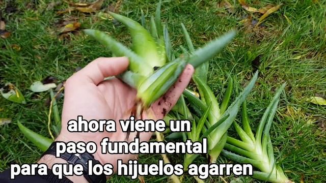 Reproduce Aloe Vera Por Hojas O Hijuelos En Agua - 2 Métodos - Esquejar Sábila O Suculentas