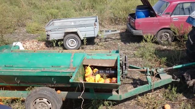 Тыква сорт Улыбка смотреть онлайн