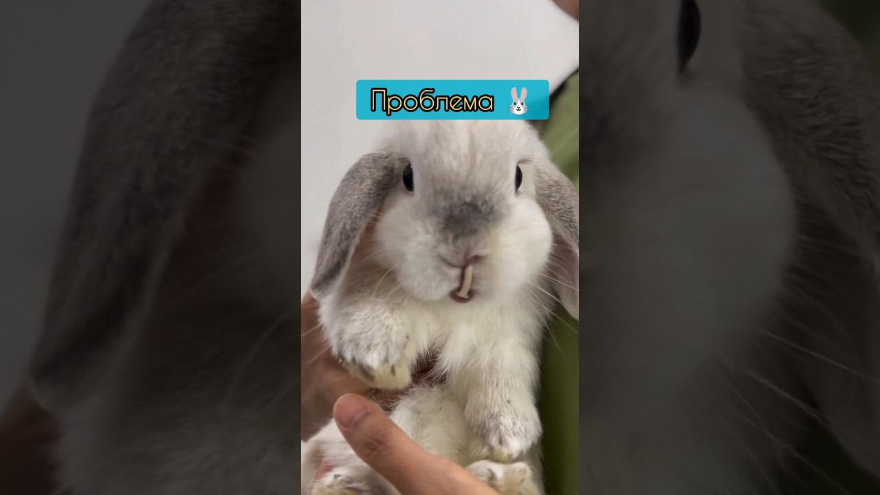 Кривые зубы у кроликов #малоклюзия смотреть онлайн