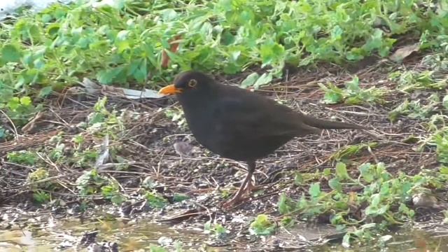Blackbird Turdus merula drinking water (κοτσίφι) смотреть онлайн