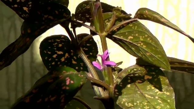 ГИПОЭСТЕС обзор и ЦВЕТЕНИЕ. Комнатное цветоводство смотреть онлайн