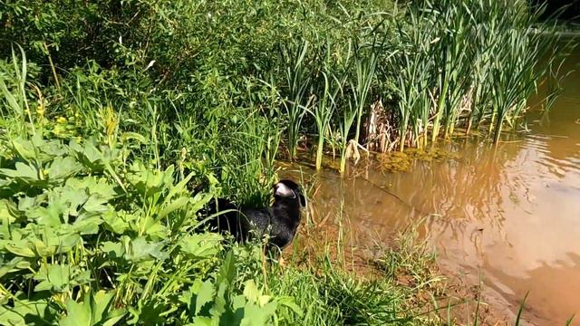 Верещагино.Прогулка на прудик 👍