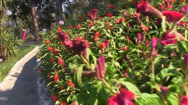 Путешествуйте вместе с нами.Ботанический сад. Батуми смотреть онлайн