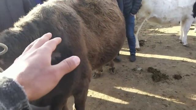 ТЕРГАЧИ МОЛ БОЗОРИ. смотреть онлайн