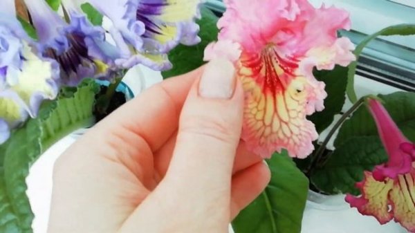 Цветущие стрептокарпусы дома: весенний обзор (2019 год) / Streptocarpus