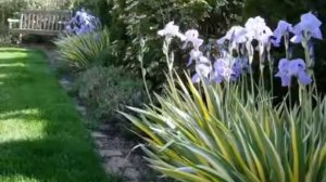 Ирисы в ландшафтном дизайне