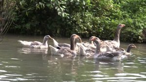 Гуси Абрамова Михаила. Экспедиция по гусеводческим хозяйствам №1