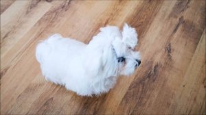 Мальтийская болонка.  Будни, дрессировка.